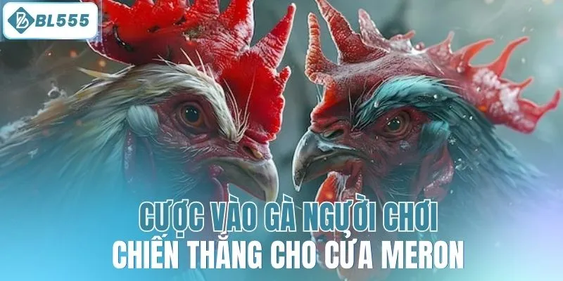 Đá Gà Cựa Sắt - Tận Hưởng Sân Chơi Kịch Tính Tại BL555 - mitx.mom