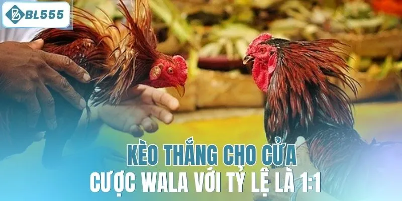 Đá Gà Cựa Sắt - Tận Hưởng Sân Chơi Kịch Tính Tại BL555 - mitx.mom