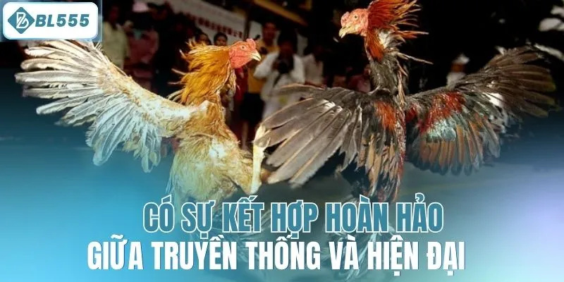 Đá Gà Cựa Dao BL555 - Trải Nghiệm Cùng Gà Chiến Dũng Mãnh - mitx.mom