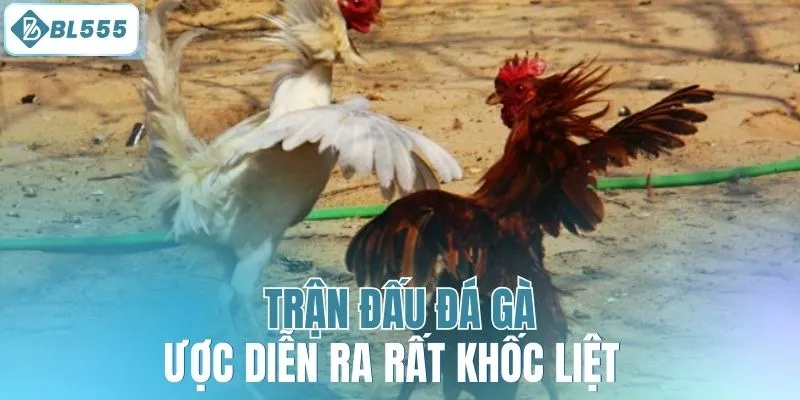 Đá Gà Cựa Dao BL555 - Trải Nghiệm Cùng Gà Chiến Dũng Mãnh - mitx.mom